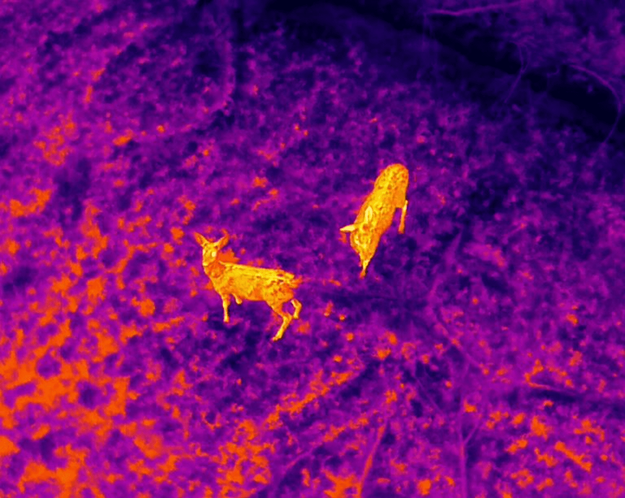 Infrared view of deer pair.