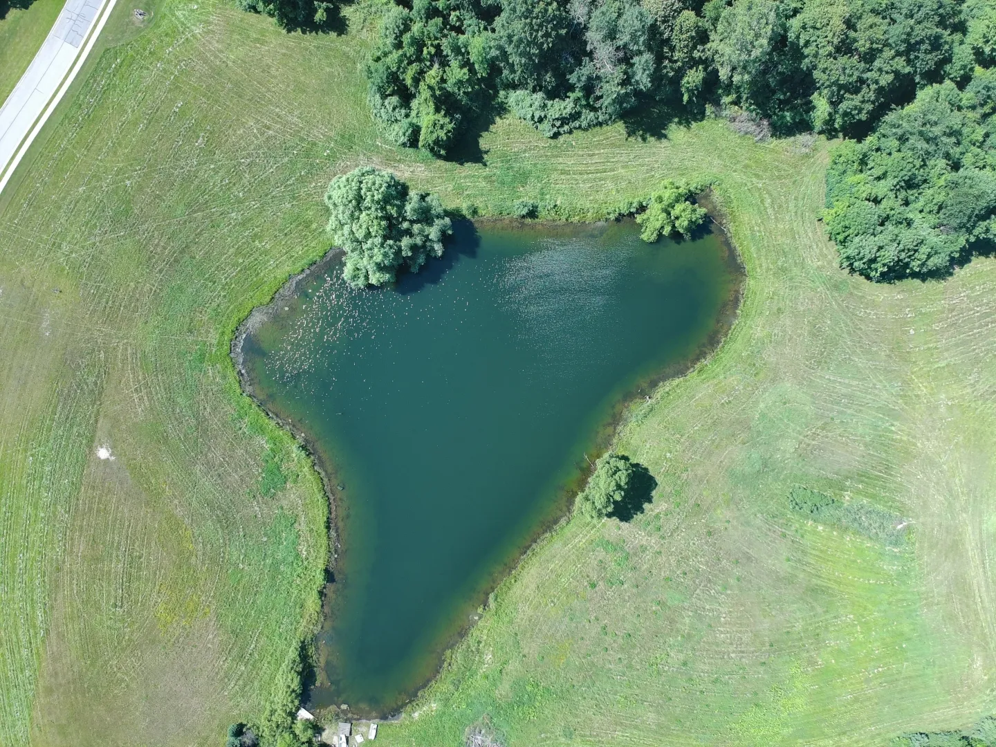 Tranquil pond amid green landscape