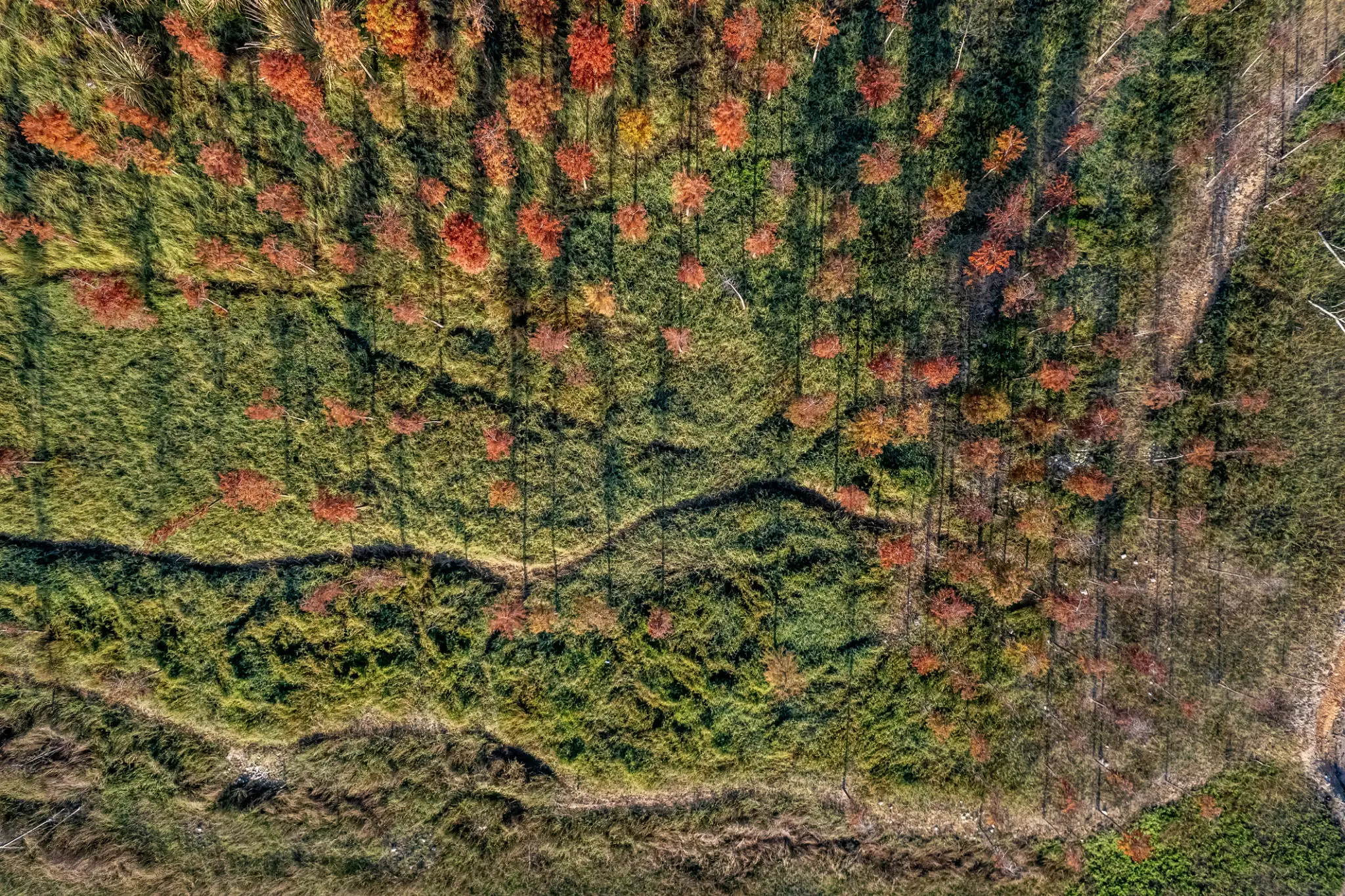 Aerial view of colorful autumn trees
