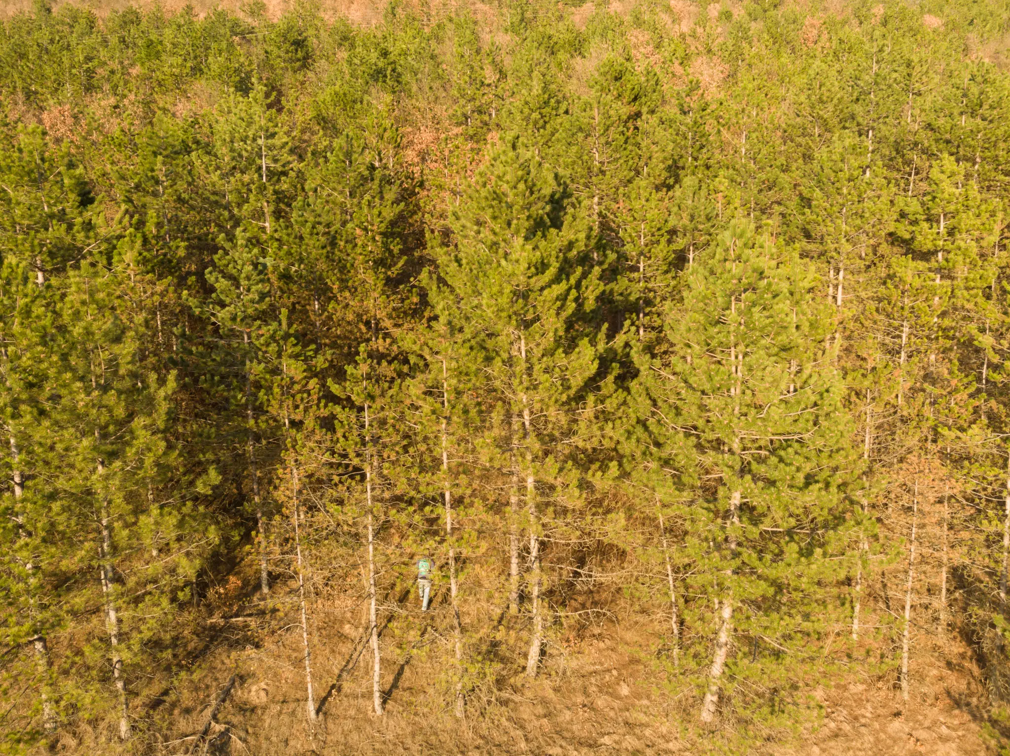 Person walking through the forest trees