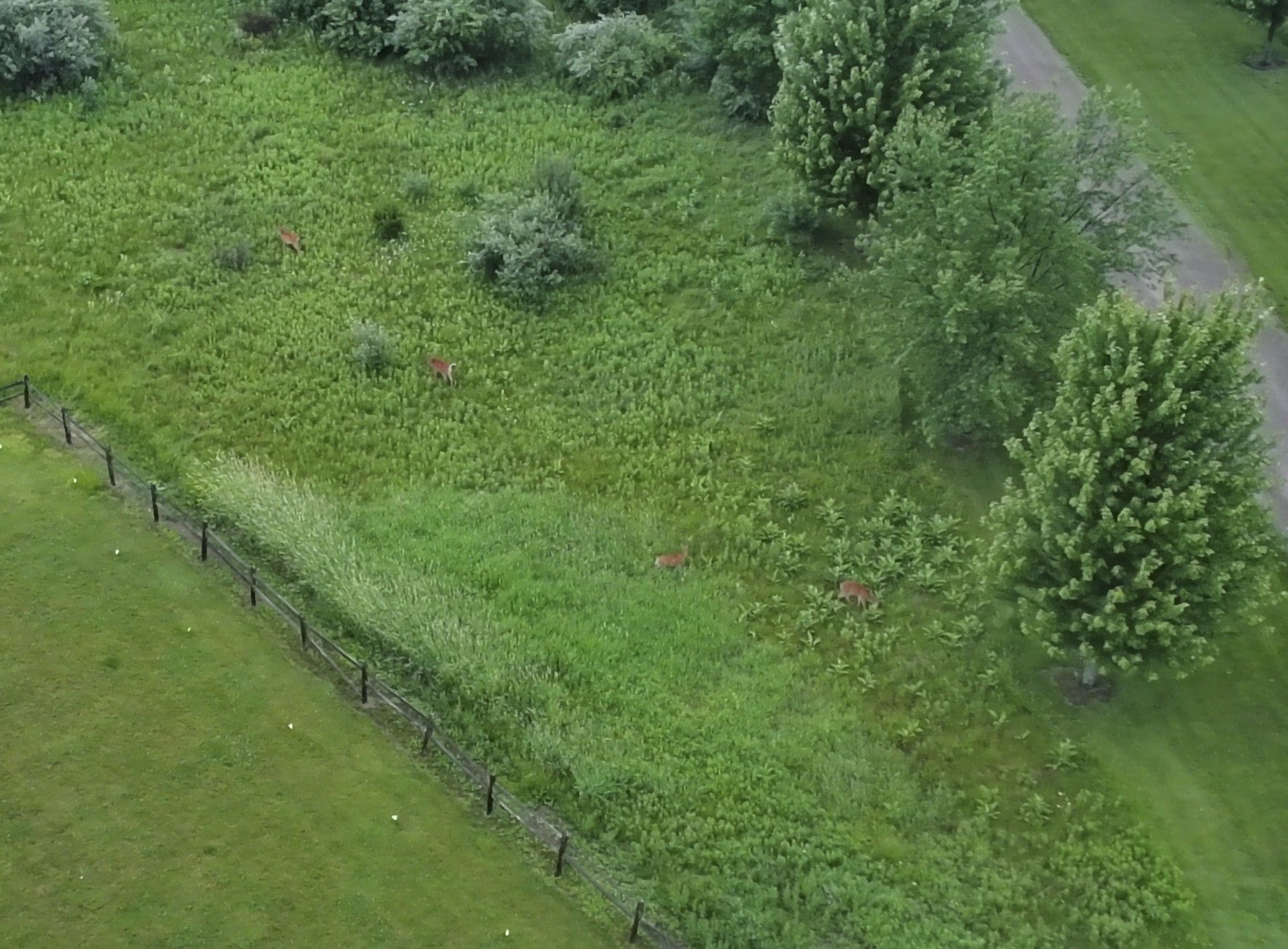 Green field with trees and deer