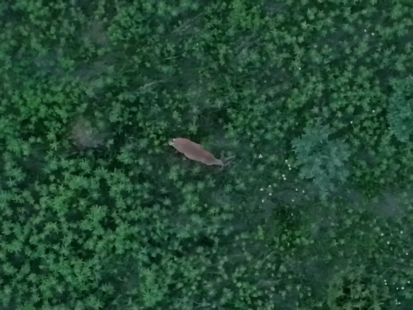 Aerial view of a deer in foliage